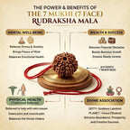 Saat Mukhi Rudraksh with Dori – Energised (Lab Certified)