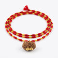 Original Gauri Shankar Rudraksha