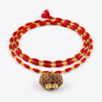 Original Gauri Shankar Rudraksha