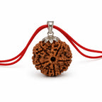 Nepal Origin 5 Mukhi Rudraksha - Panch mukhi
